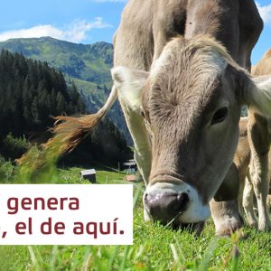 Raza Pirenaica, el vacuno autóctono de Navarra