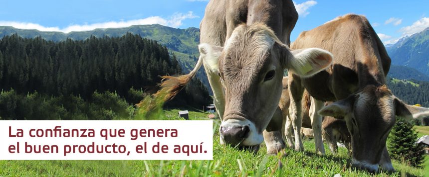 Raza Pirenaica, el vacuno autóctono de Navarra