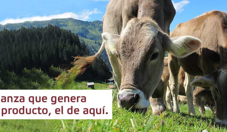 Raza Pirenaica, el vacuno autóctono de Navarra Raza Pirenaica, el vacuno autóctono de Navarra